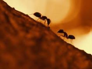 Φωτογραφία για Ξεφορτωθείτε τα μυρμήγκια με απλούς φυσικούς τρόπους.
