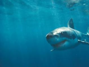 Φωτογραφία για Κινδυνεύουν οι καρχαρίες που ζουν σε μεγάλα βάθη