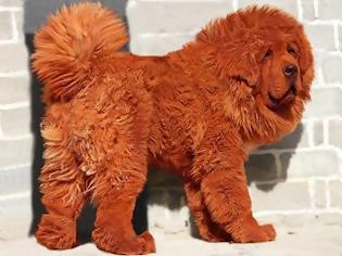 Φωτογραφία για Αυτός είναι ο ακριβότερος σκύλος του κόσμου! Πουλήθηκε για 1.250.000€!
