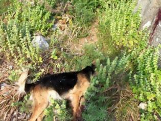 Φωτογραφία για Φρίκη – Πυροβόλησαν και άλλο σκύλο στην Κρήτη