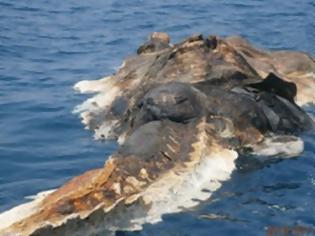 Φωτογραφία για Σάλος στο διαδίκτυο: Βρήκαν ένα περίεργο νεκρό πλάσμα στη θάλασσα
