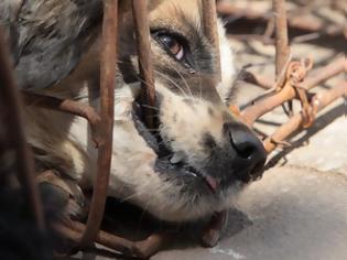 Φωτογραφία για Έσωσαν 505 σκυλιά από εμπόρους που τα προόριζαν για εστιατόρια